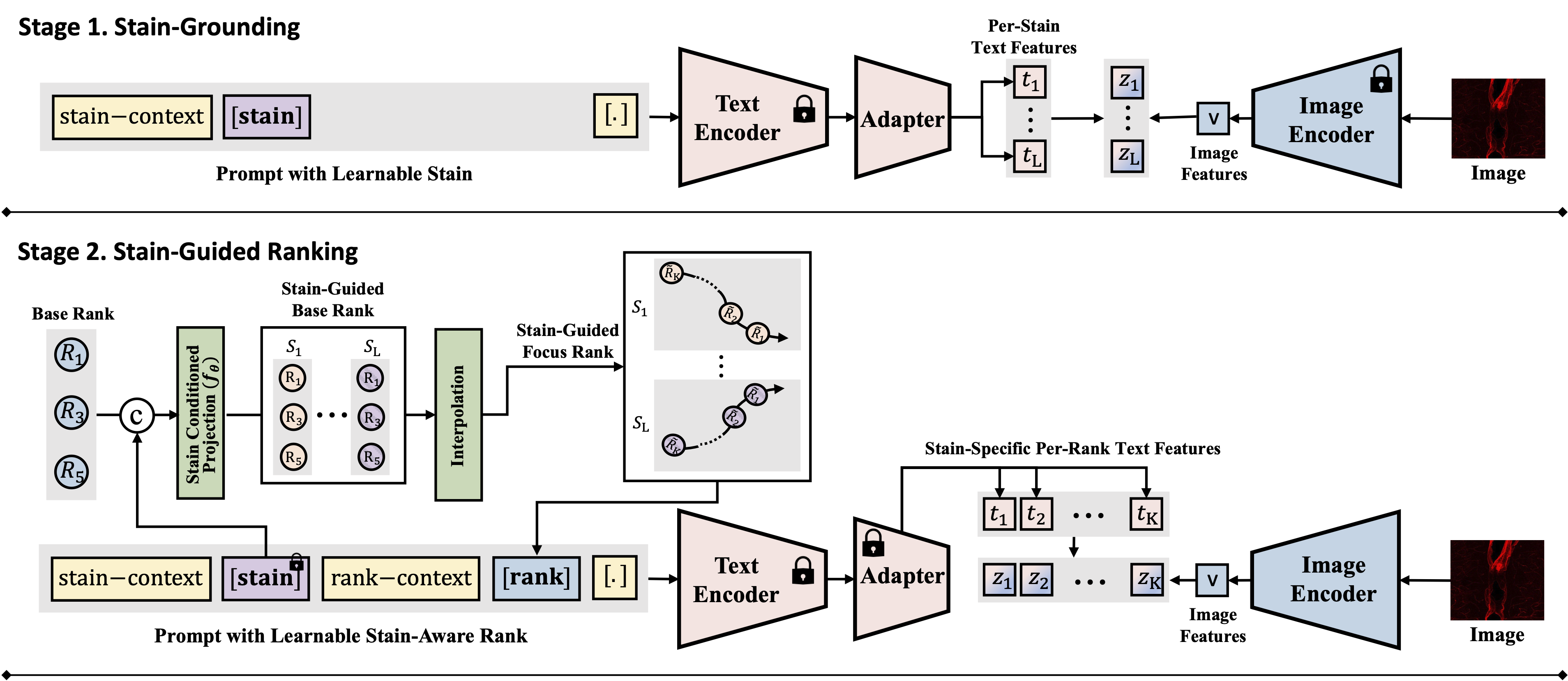 FluoCLIP Model Architecture